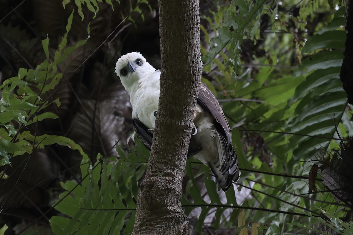 Sulawesi Hawk-Eagle - ML609034687