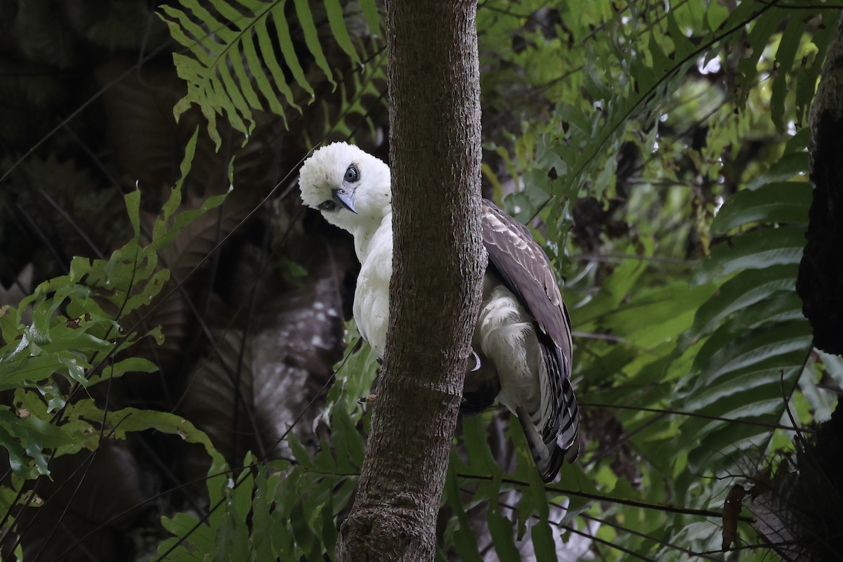 Sulawesi Hawk-Eagle - ML609034688