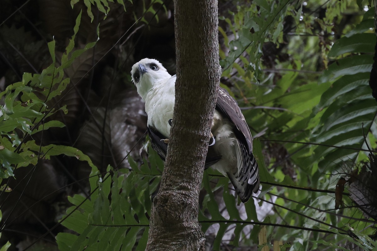 Sulawesi Hawk-Eagle - ML609034689