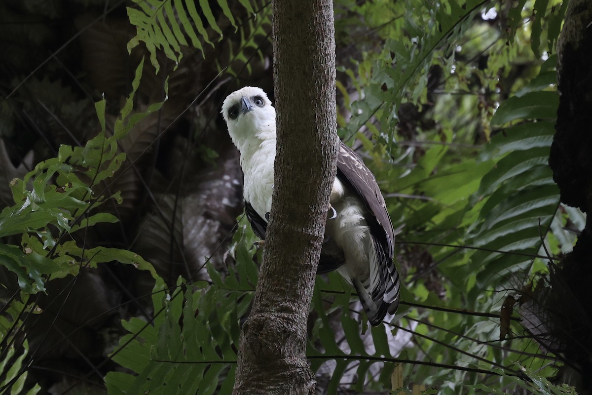 Sulawesi Hawk-Eagle - ML609034690