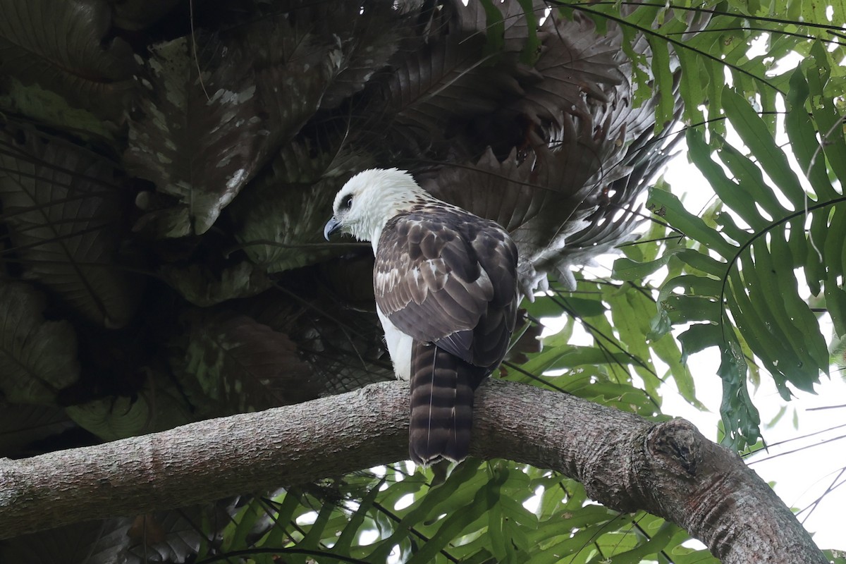 Sulawesi Hawk-Eagle - Andrew William