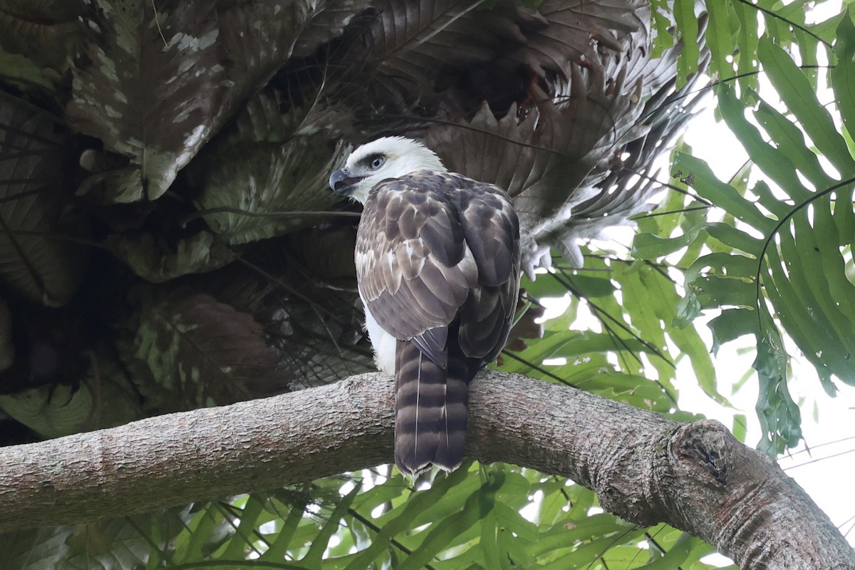 Sulawesi Hawk-Eagle - ML609034693
