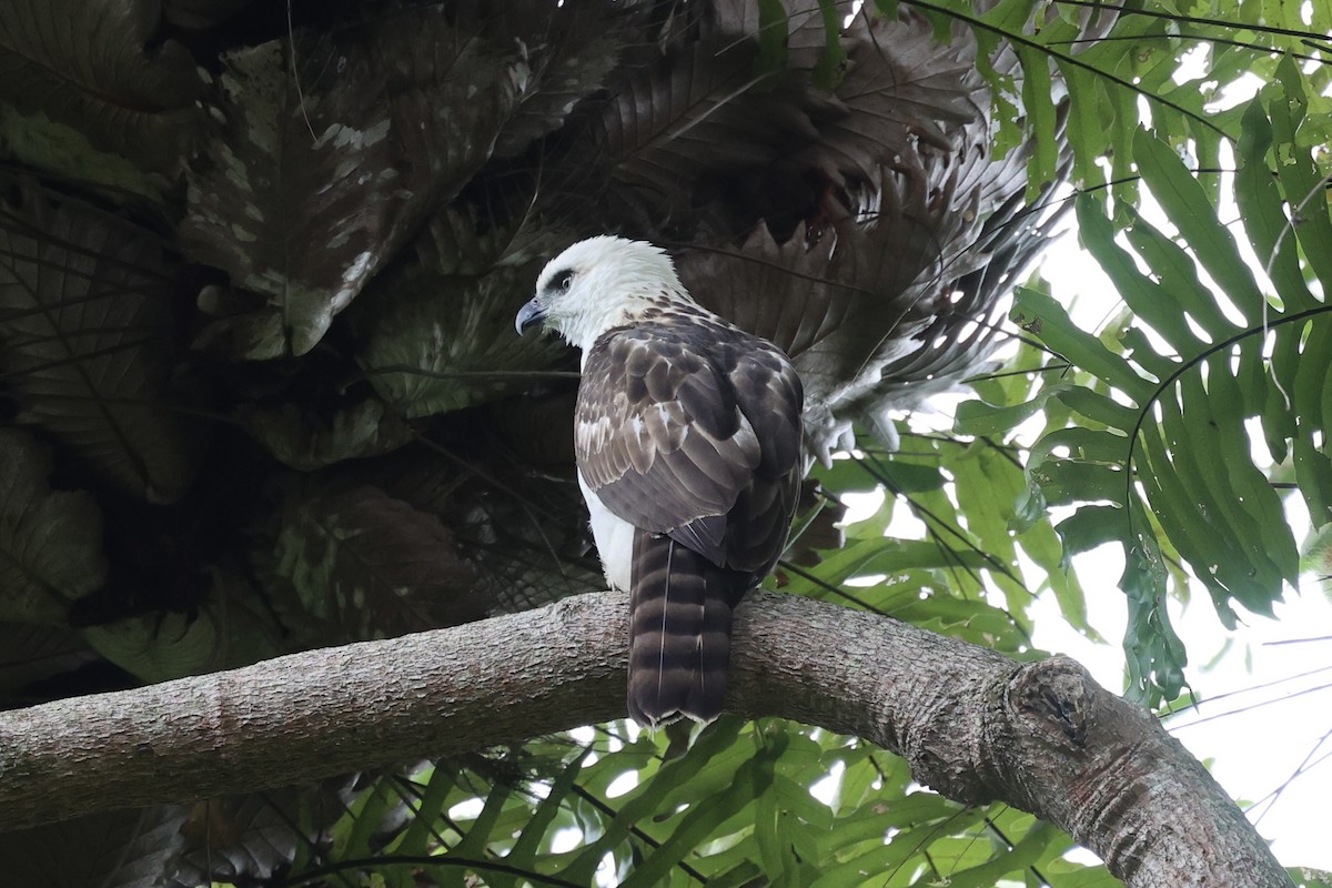 Sulawesi Hawk-Eagle - ML609034694
