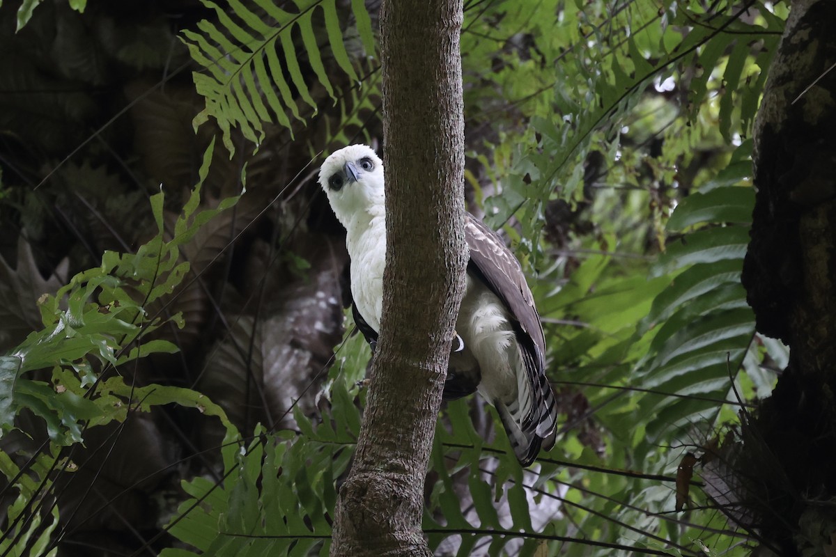 Sulawesi Hawk-Eagle - ML609034695