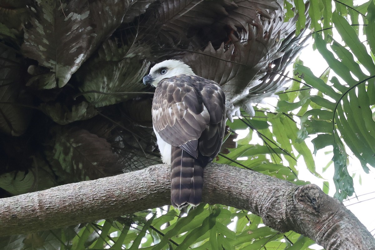 Sulawesi Hawk-Eagle - ML609034696