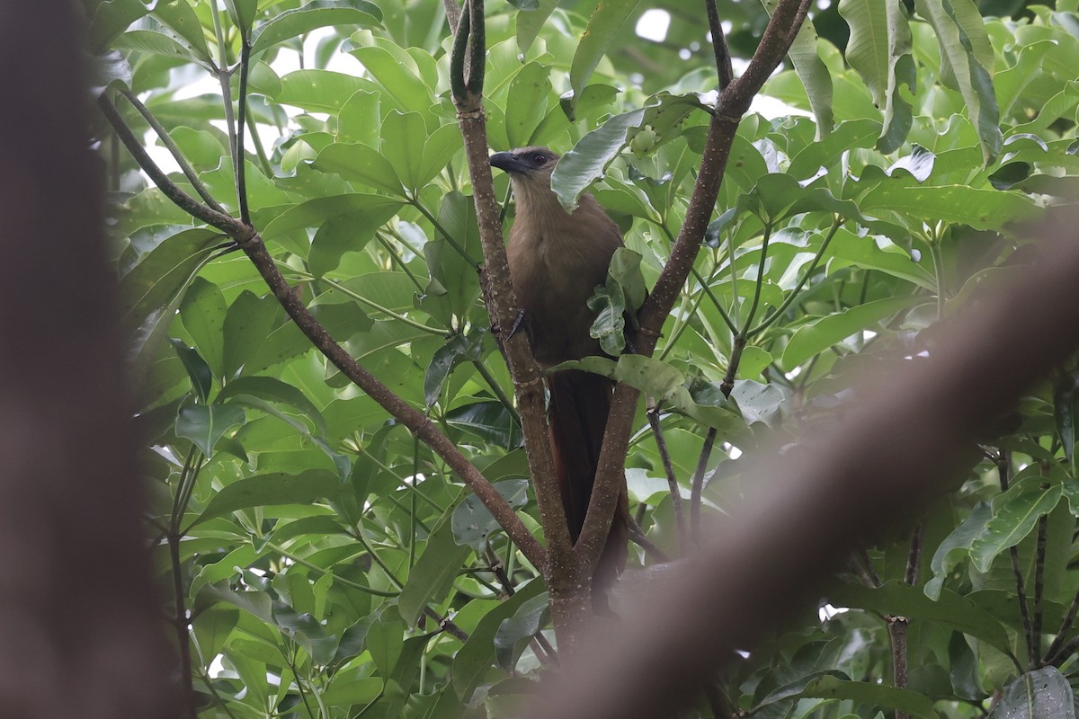 Bay Coucal - ML609034732