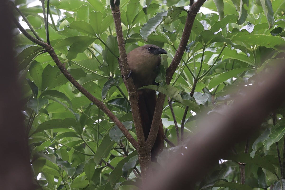 Bay Coucal - ML609034734