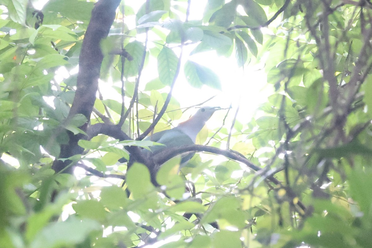 Green Imperial-Pigeon - Andrew William