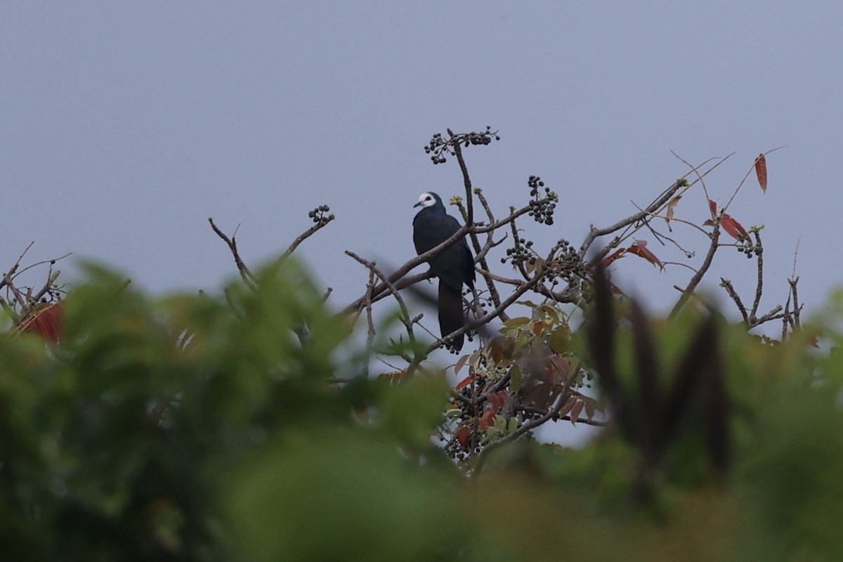 White-faced Cuckoo-Dove - ML609034802