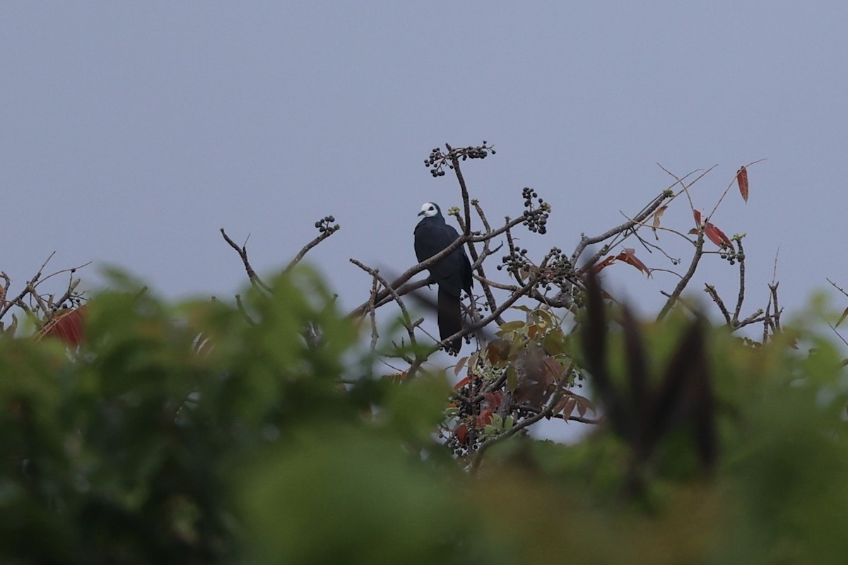 White-faced Cuckoo-Dove - Andrew William