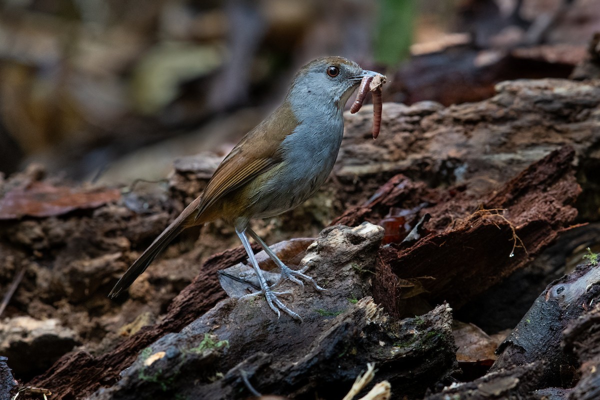Bagobo Robin - ML609034805