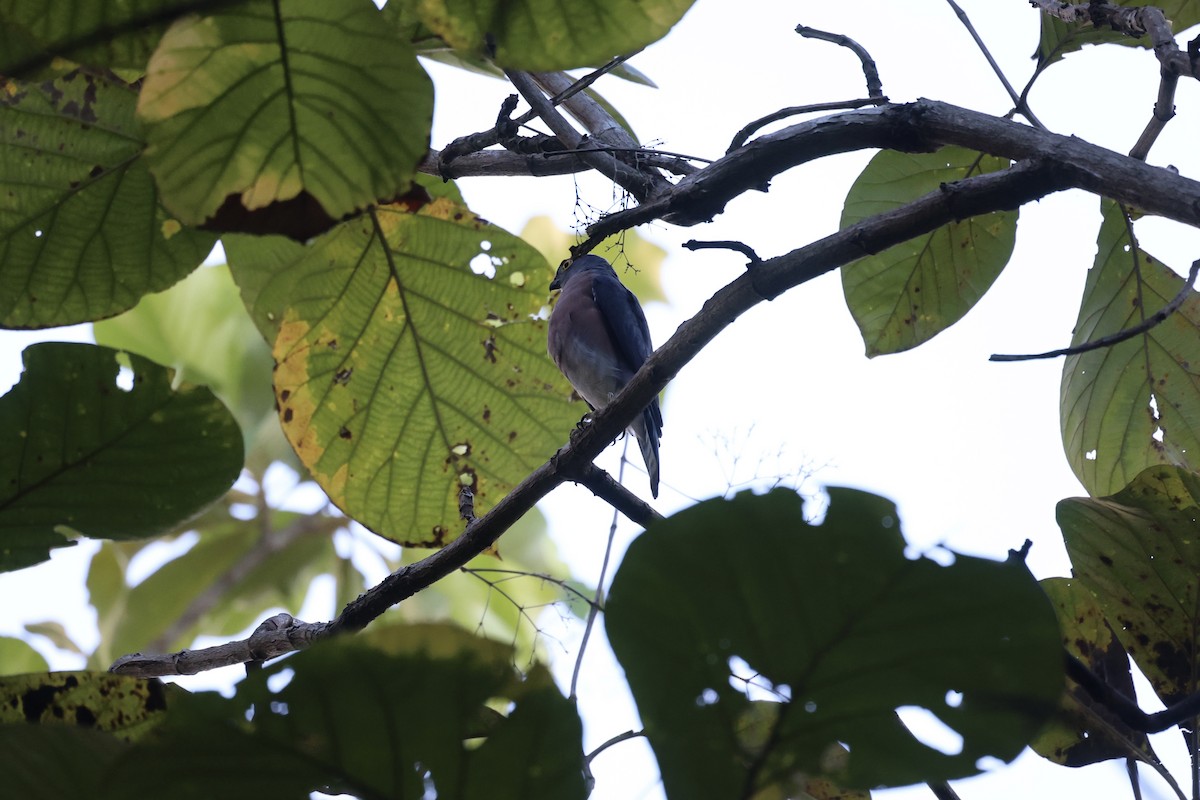 Vinous-breasted Sparrowhawk - ML609034859