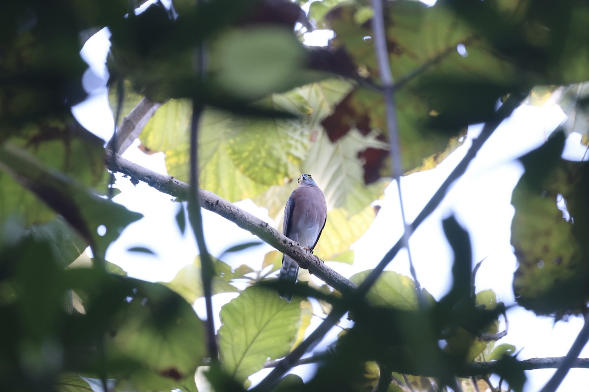 Vinous-breasted Sparrowhawk - ML609034860