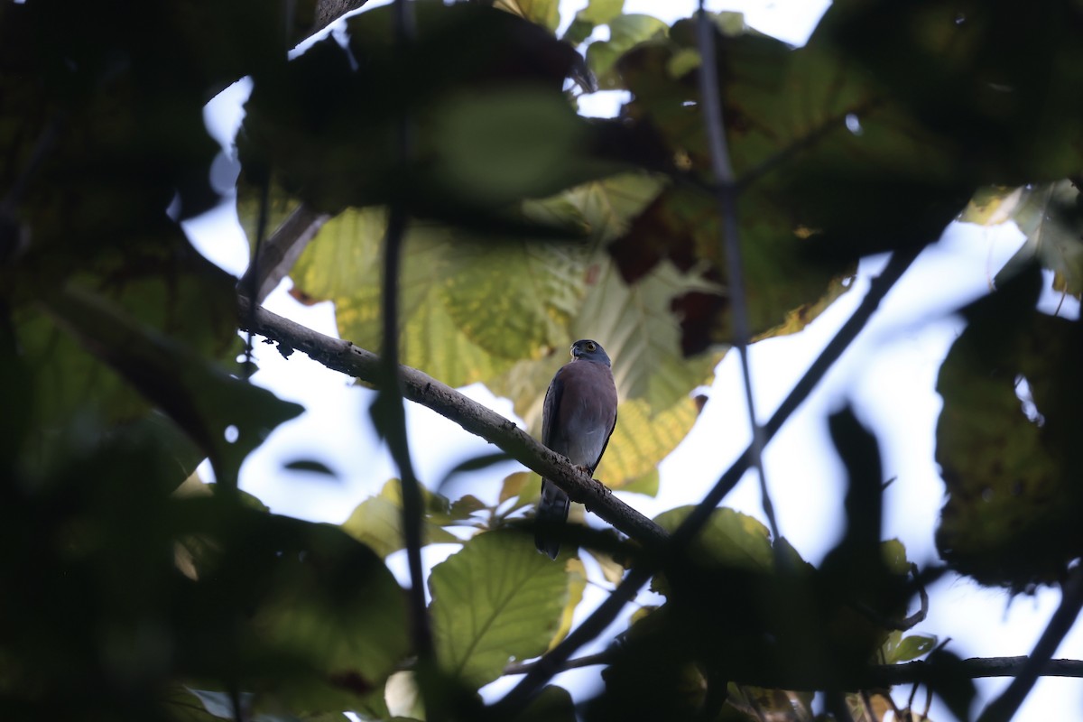 Vinous-breasted Sparrowhawk - ML609034861