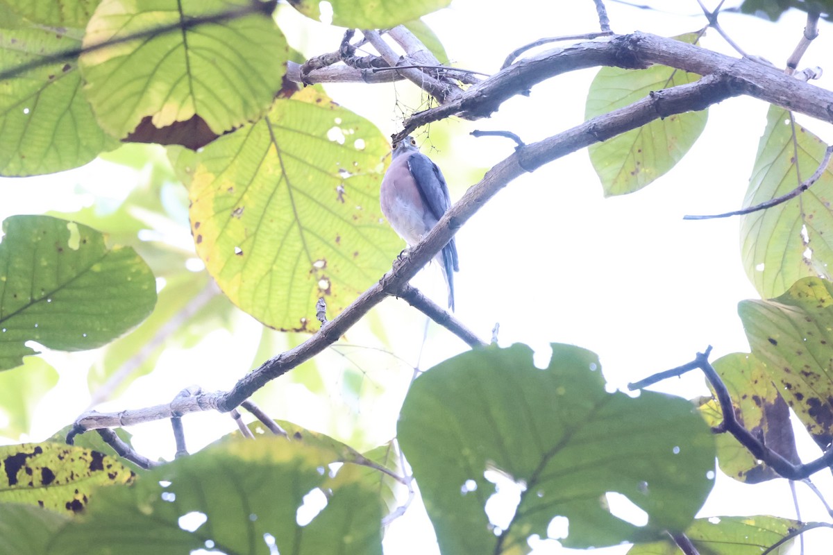 Vinous-breasted Sparrowhawk - ML609034862