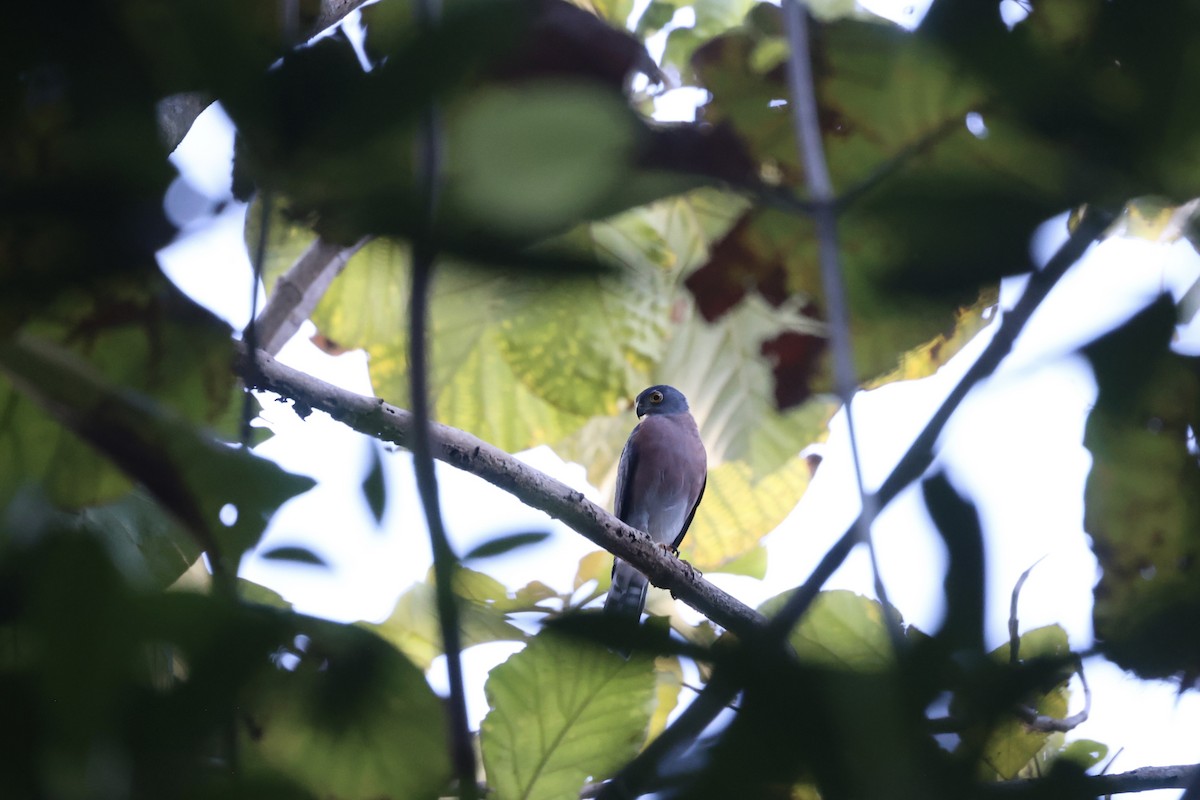 Vinous-breasted Sparrowhawk - ML609034863