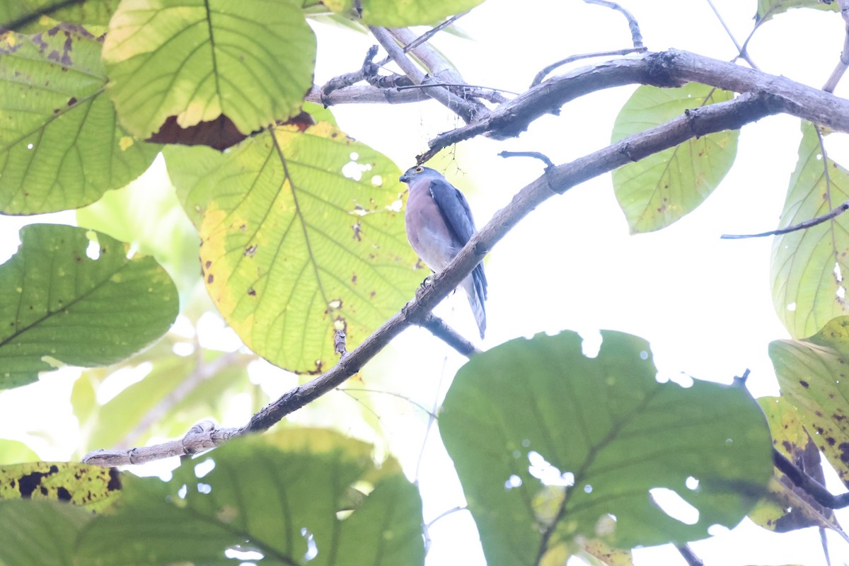 Vinous-breasted Sparrowhawk - ML609034867