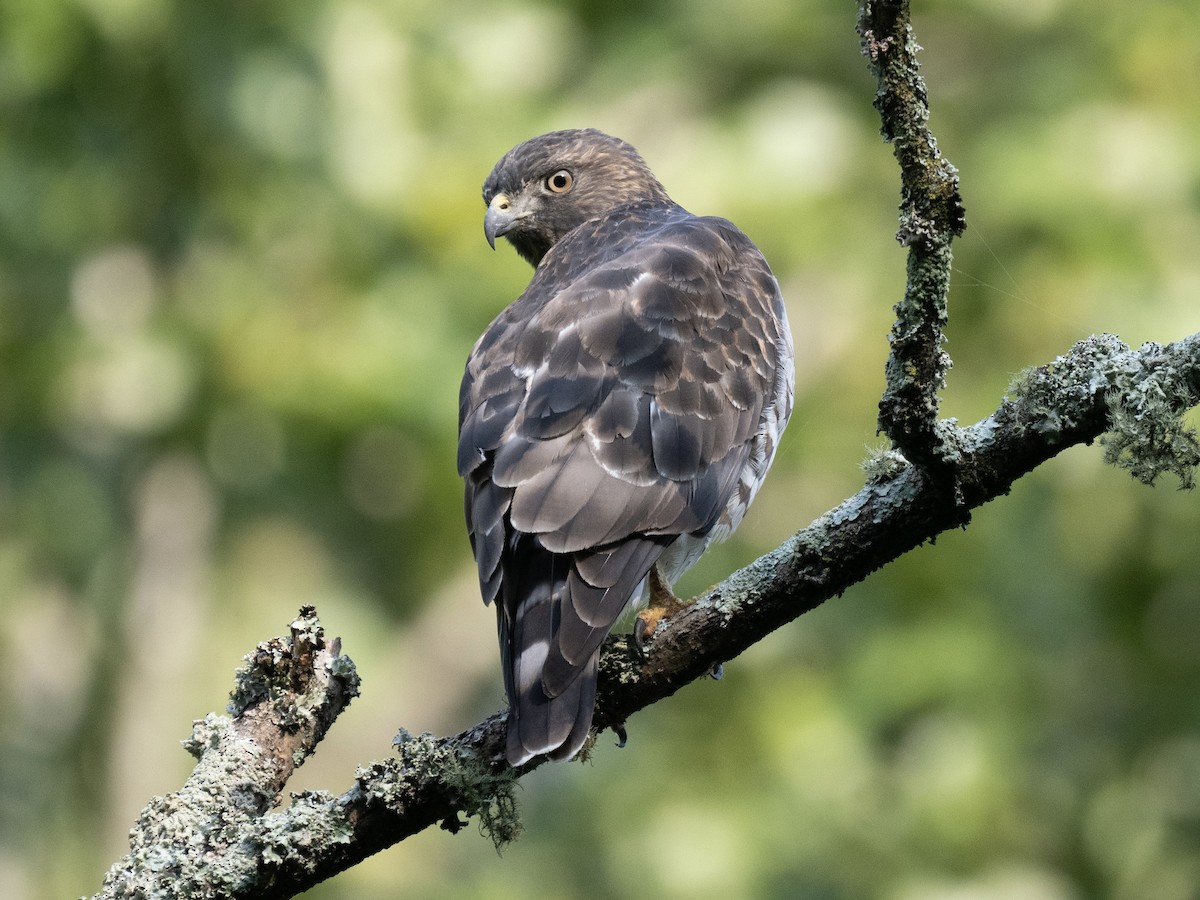 Broad-winged Hawk - ML609034872