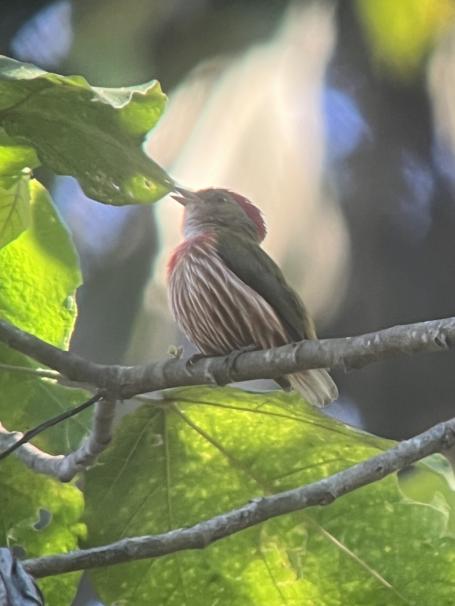 Striolated Manakin (Striolated) - ML609035099