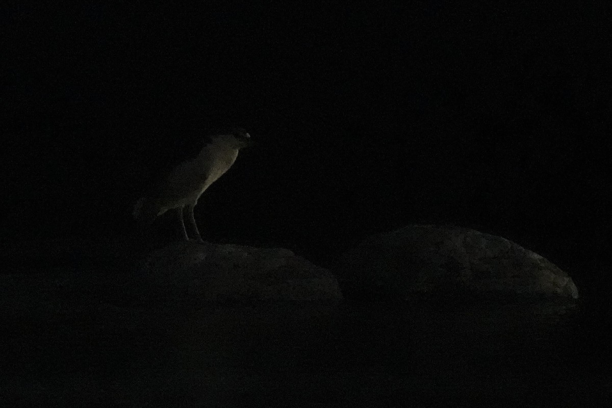 Black-crowned Night Heron - ML609035113