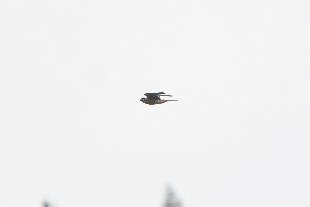 American Kestrel - ML609035130