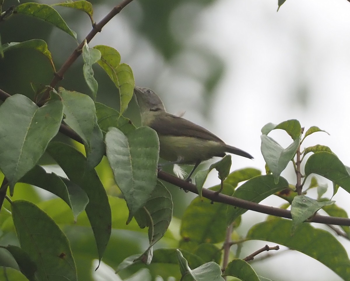 Green-backed Honeyeater - Stephan Lorenz