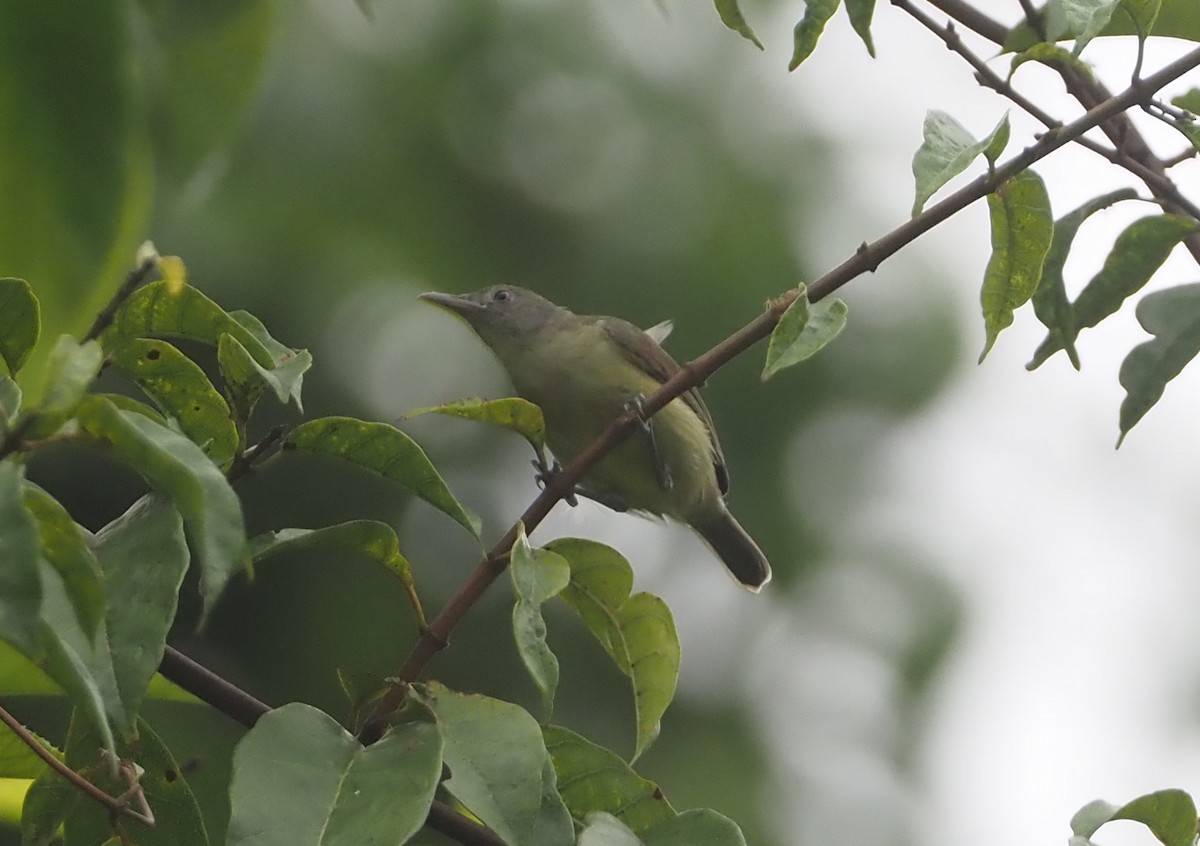 Green-backed Honeyeater - Stephan Lorenz