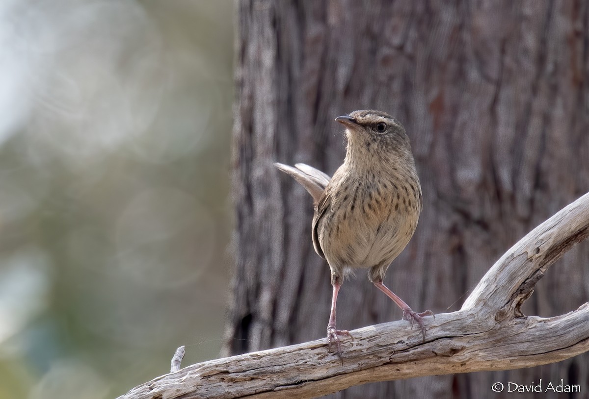 Chestnut-rumped Heathwren - ML609035228