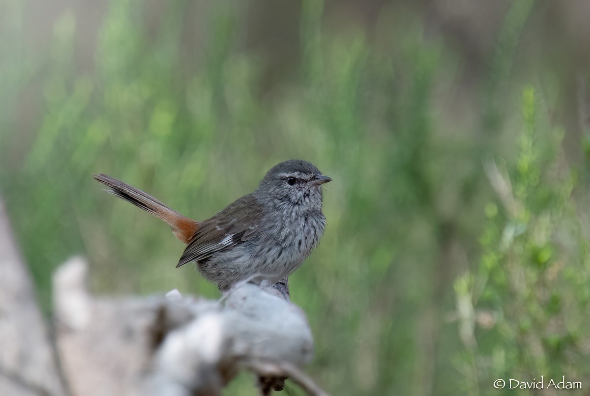 Chestnut-rumped Heathwren - ML609035229