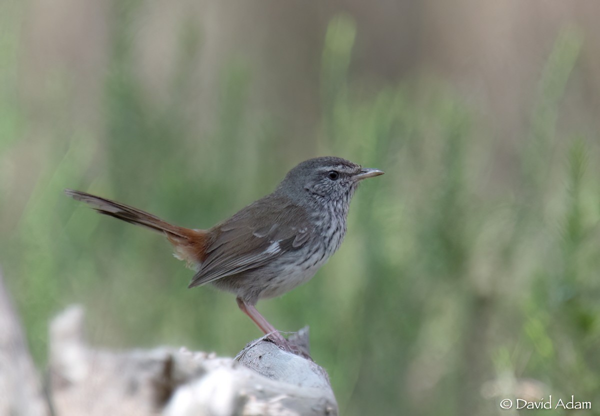 Chestnut-rumped Heathwren - ML609035230