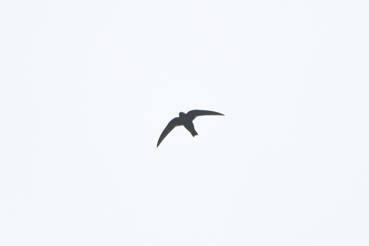 Black Swift - ML609035301