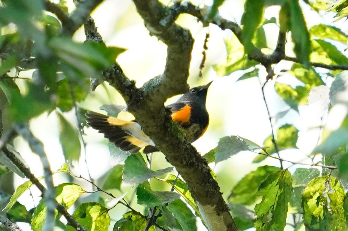 American Redstart - ML609035355