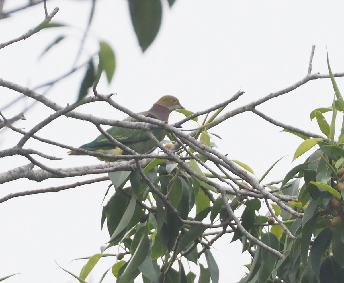 Ornate Fruit-Dove - Stephan Lorenz