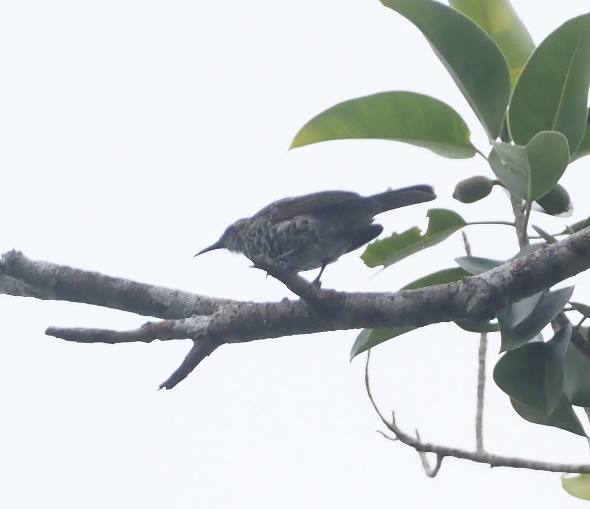 Spotted Honeyeater - ML609035513