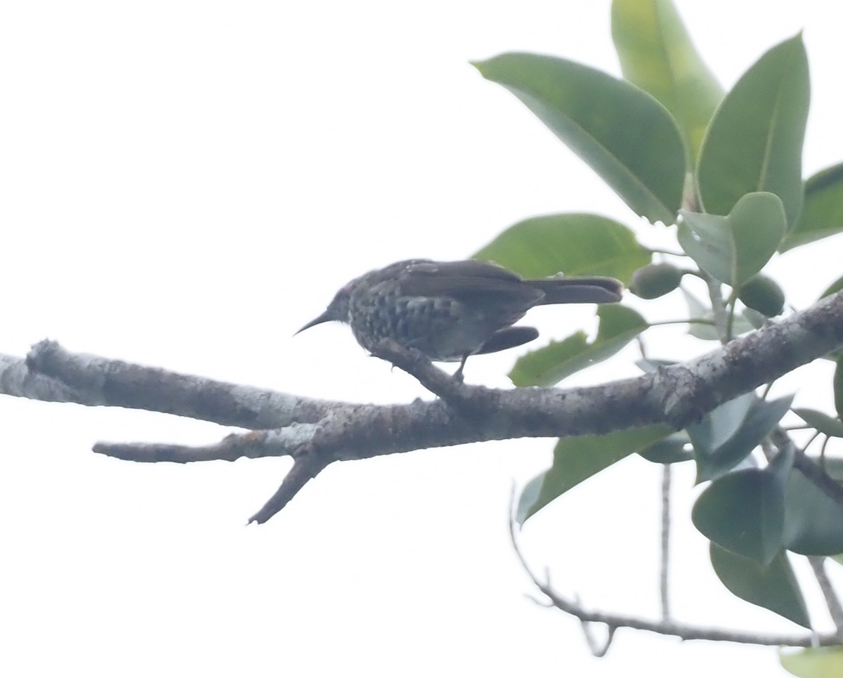 Spotted Honeyeater - Stephan Lorenz