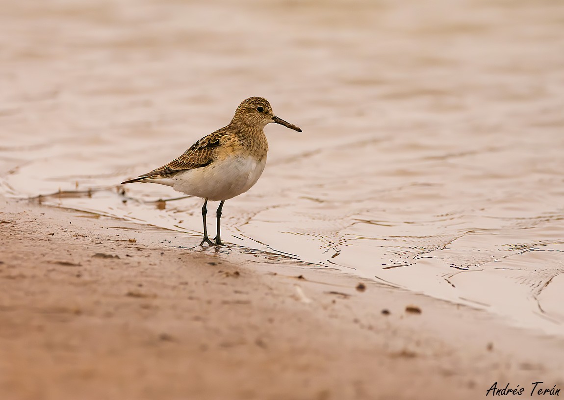 Baird's Sandpiper - ML609035524