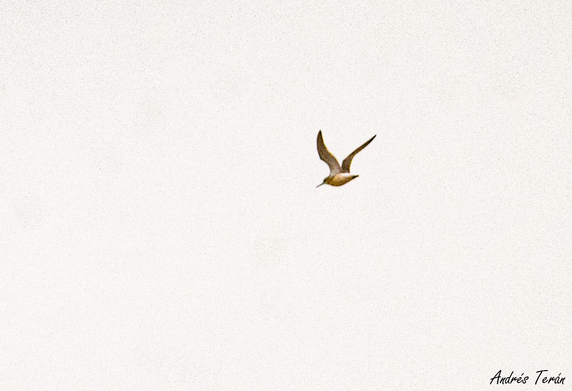 Wilson's Phalarope - ML609035527