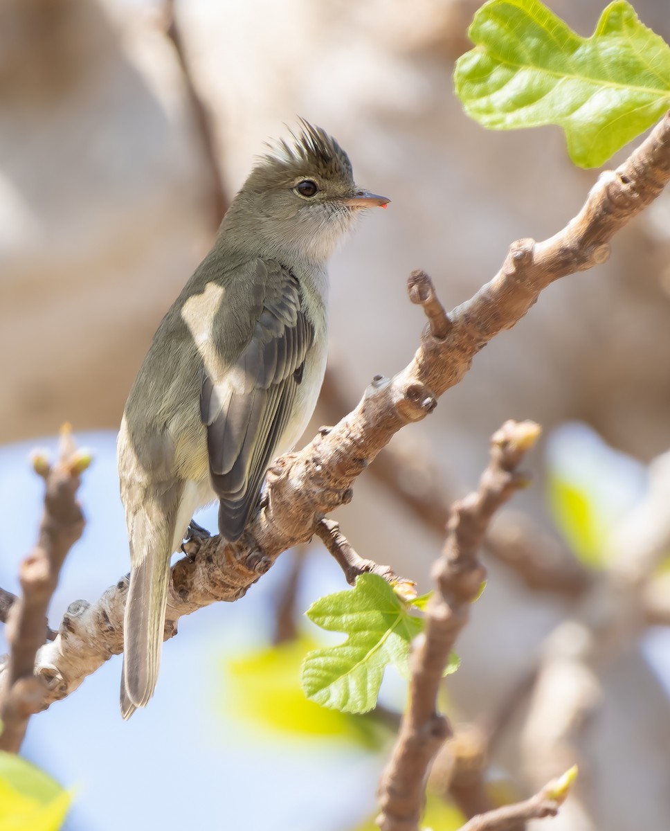 White-crested Elaenia (Peruvian) - ML609035615