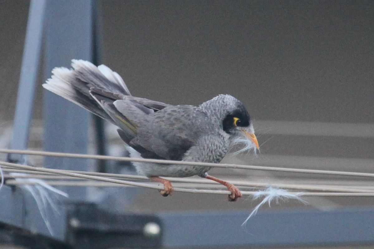 Noisy Miner - Martyn Covey