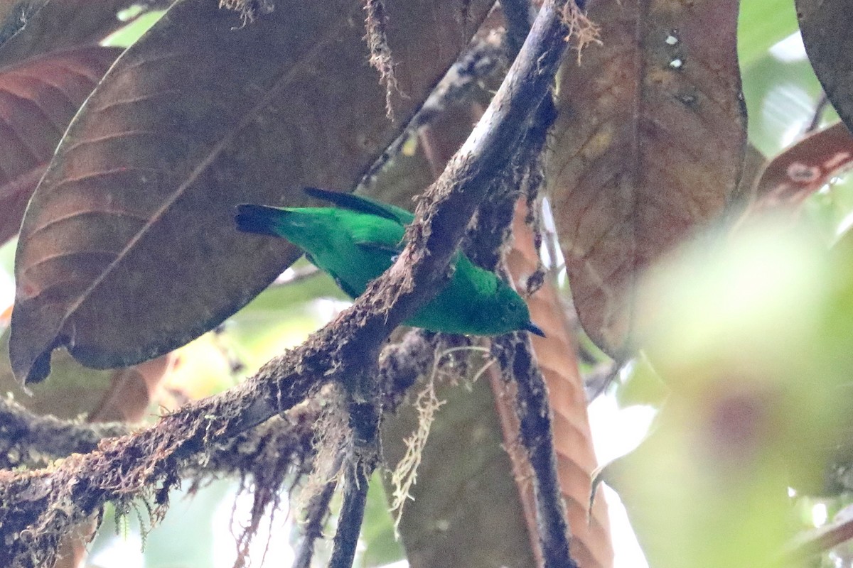 Glistening-green Tanager - ML609035667