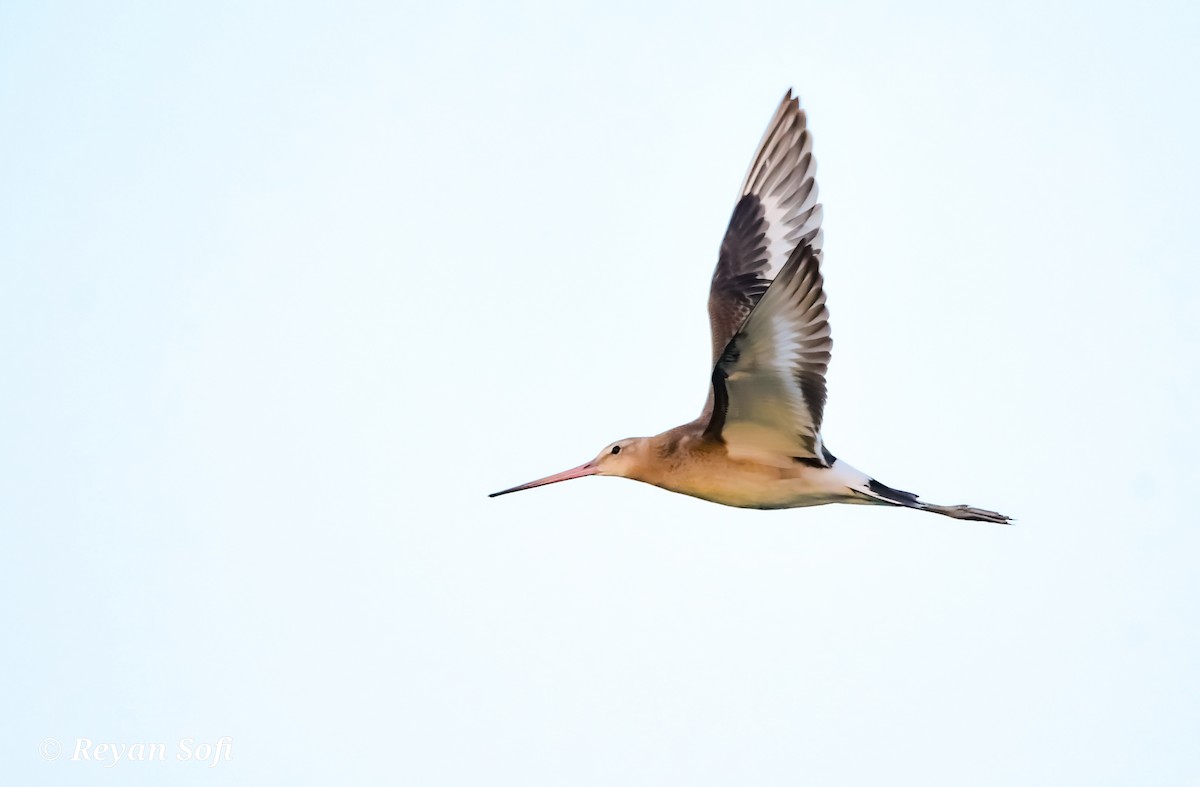 Black-tailed Godwit - ML609035723