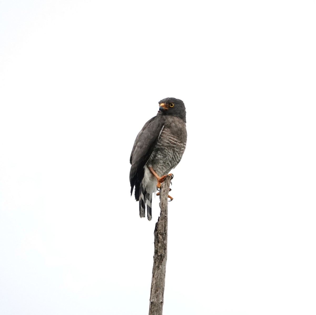 Roadside Hawk - ML609035863