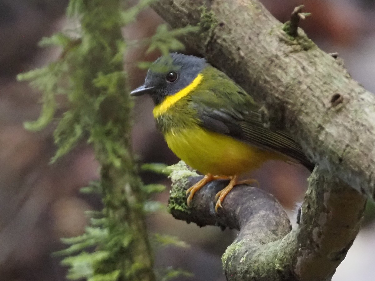Banded Yellow Robin - ML609035911