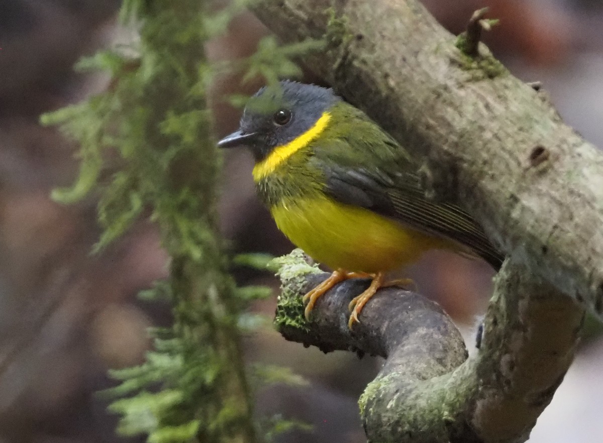 Banded Yellow Robin - Stephan Lorenz