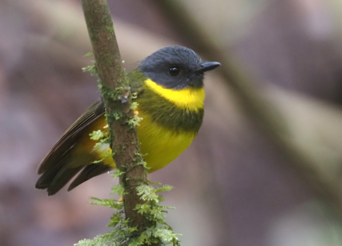 Banded Yellow Robin - ML609035923