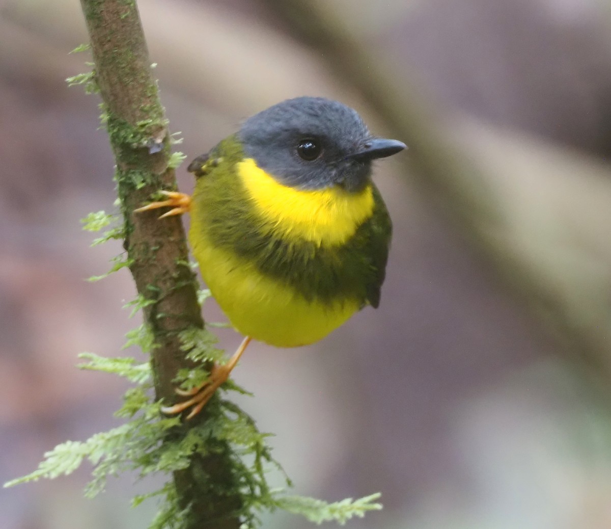Banded Yellow Robin - ML609035926