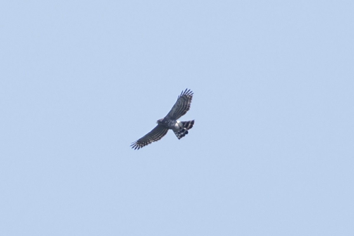 Crested Goshawk - ML609035928