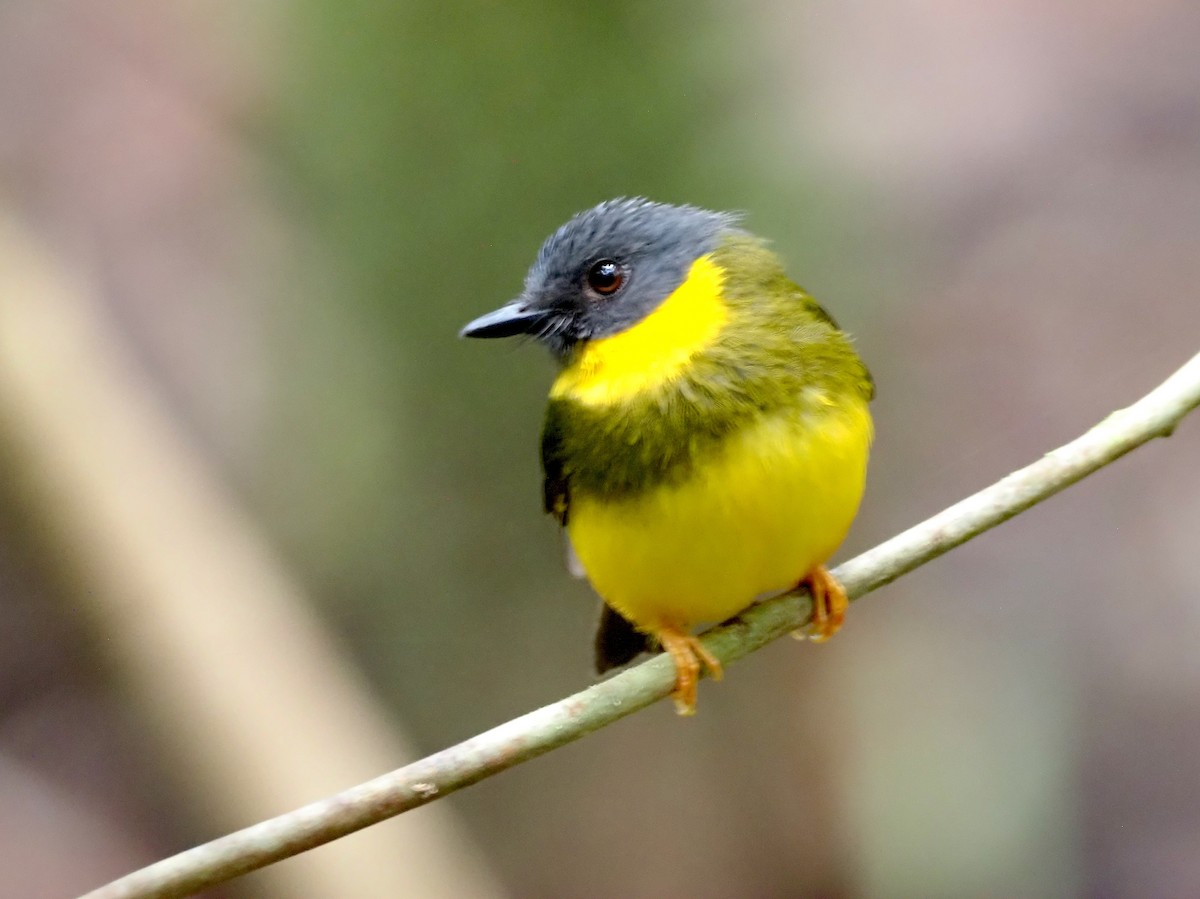 Banded Yellow Robin - ML609035933