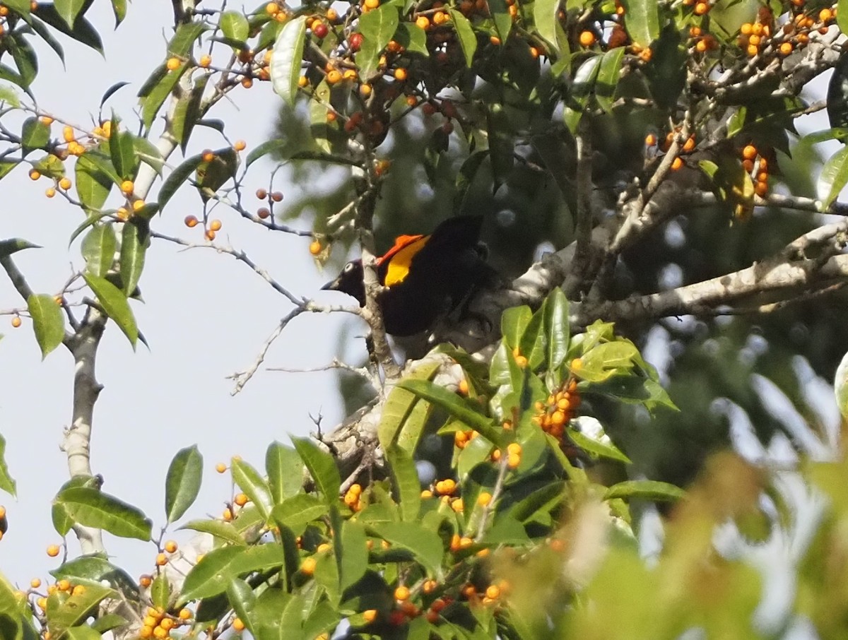 Fire-maned Bowerbird - Stephan Lorenz