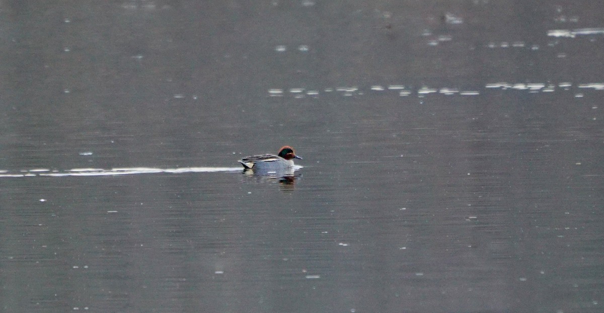 Anatidae, unbestimmt (teal sp.) - ML609035976